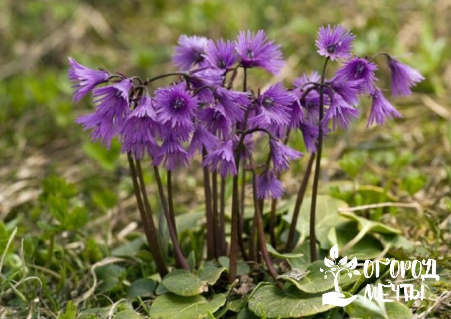 Сольданелла горная