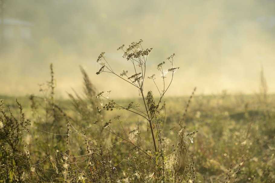 Полевые цветы и травы