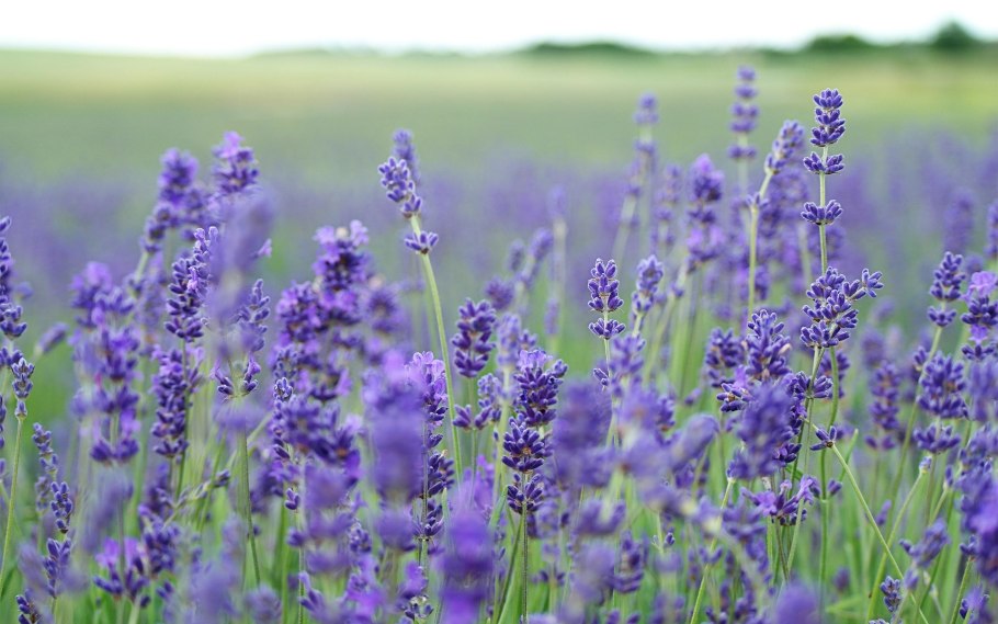 Поля разнотравье цветущие Луга