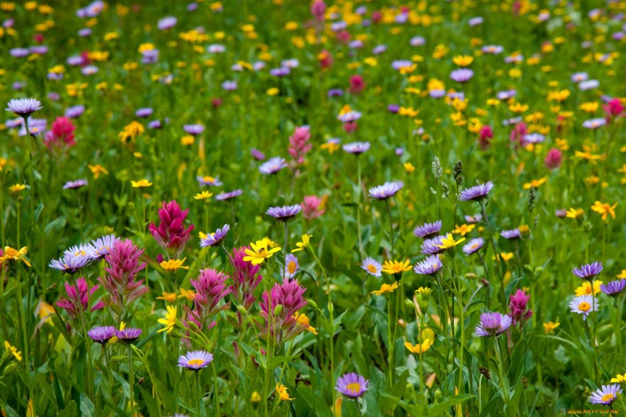 Полевые травы