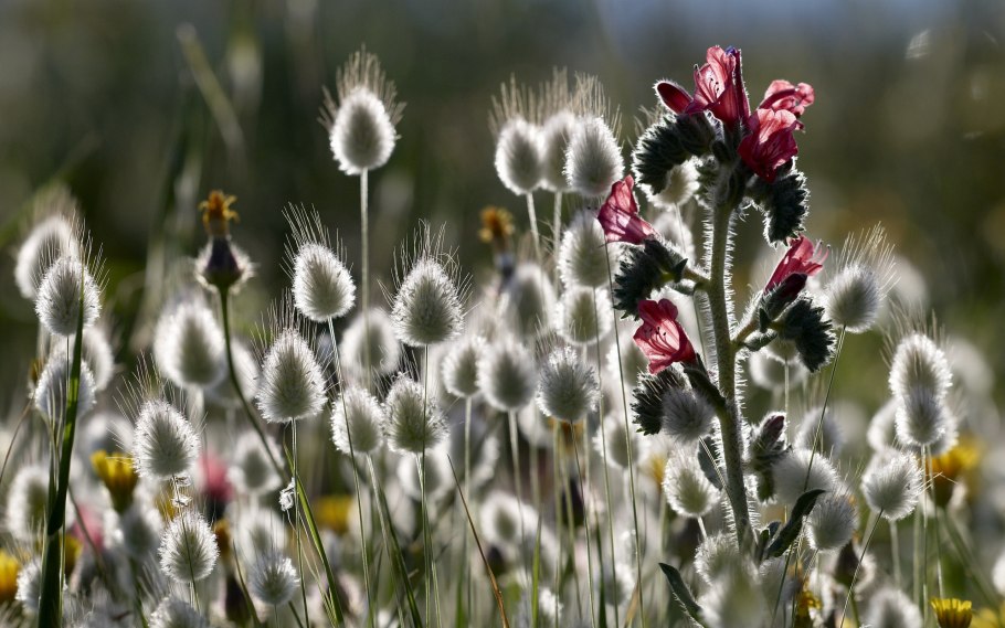 Кашка Ромашка Мак Василек