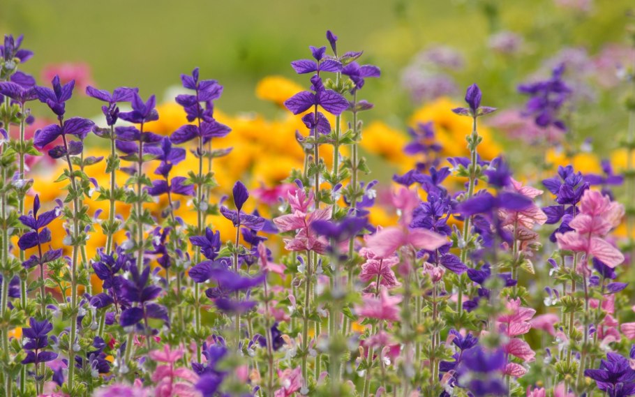 Цветы полевые и луговые