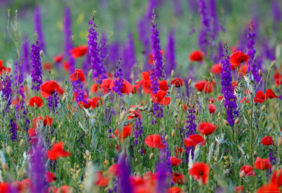 Цикорий Луговой