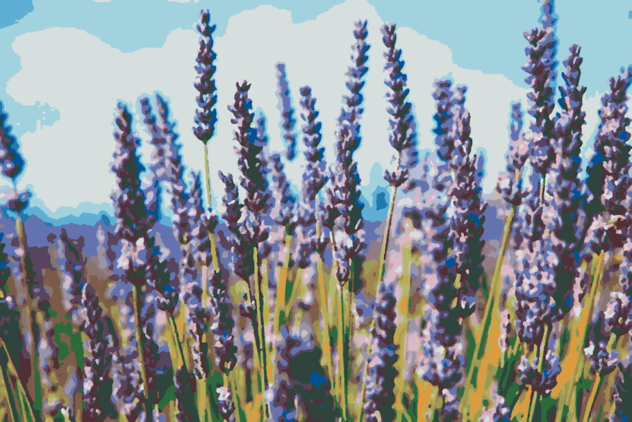 Василёк Луговой - Centauréa jacéa