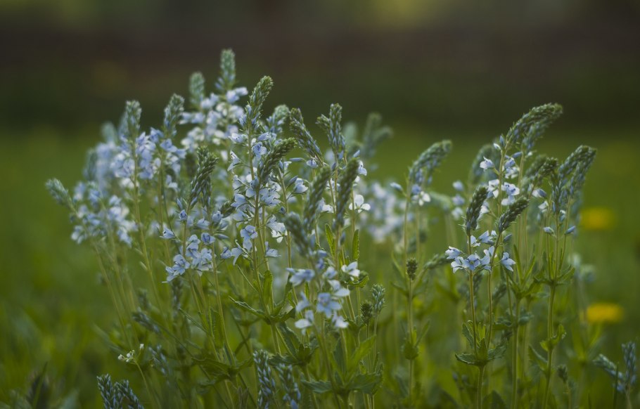 Вероника широколистная veronica teucrium