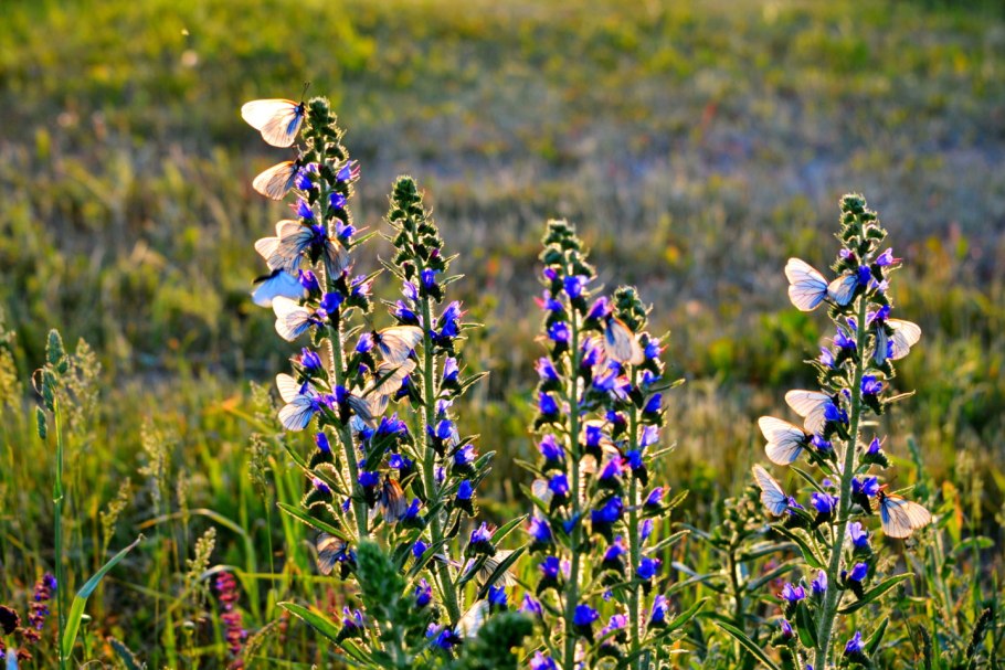 Луговые цветы