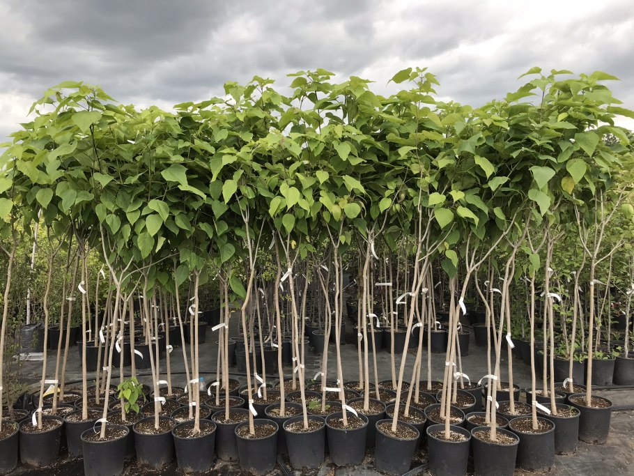 Катальпа саженцы