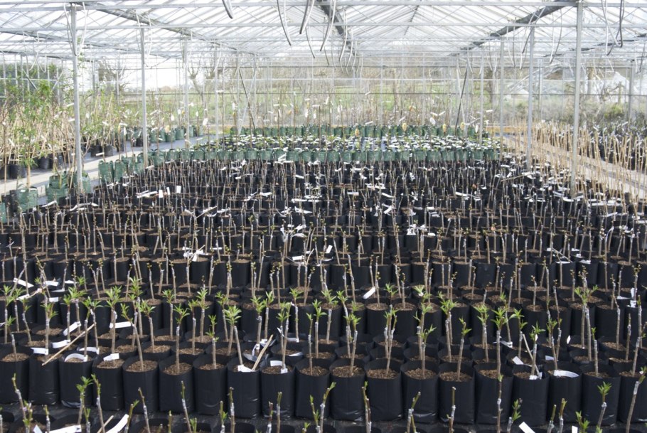 Саженцы плодовые в ассортименте ООО «ГАЗ венчуре»