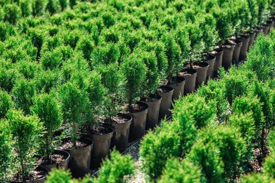 Армавирский питомник хвойных растений