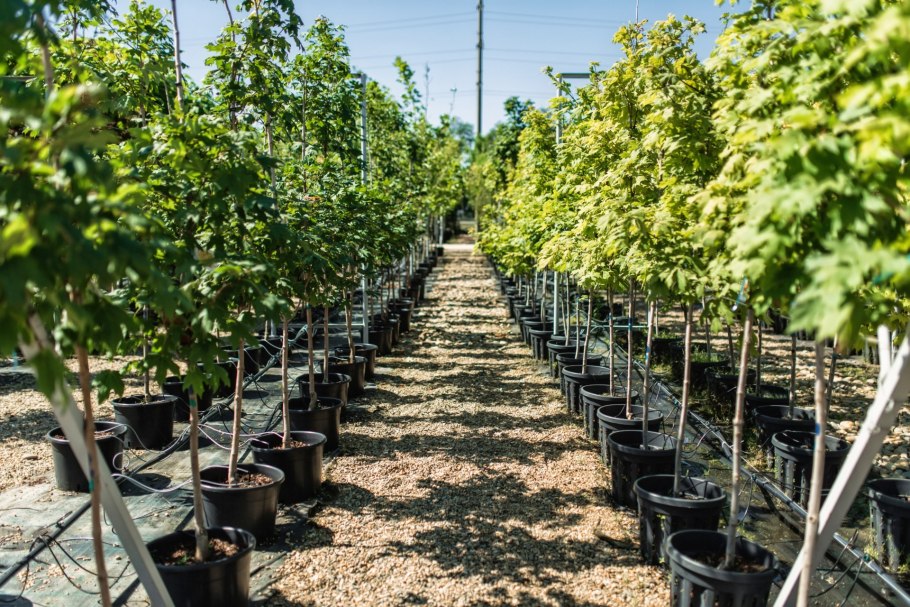 Саженцы плодовых деревьев Рыздвяный