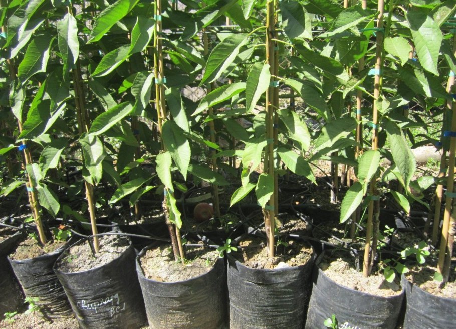 Саженцы с закрытой корневой системой (ЗКС)