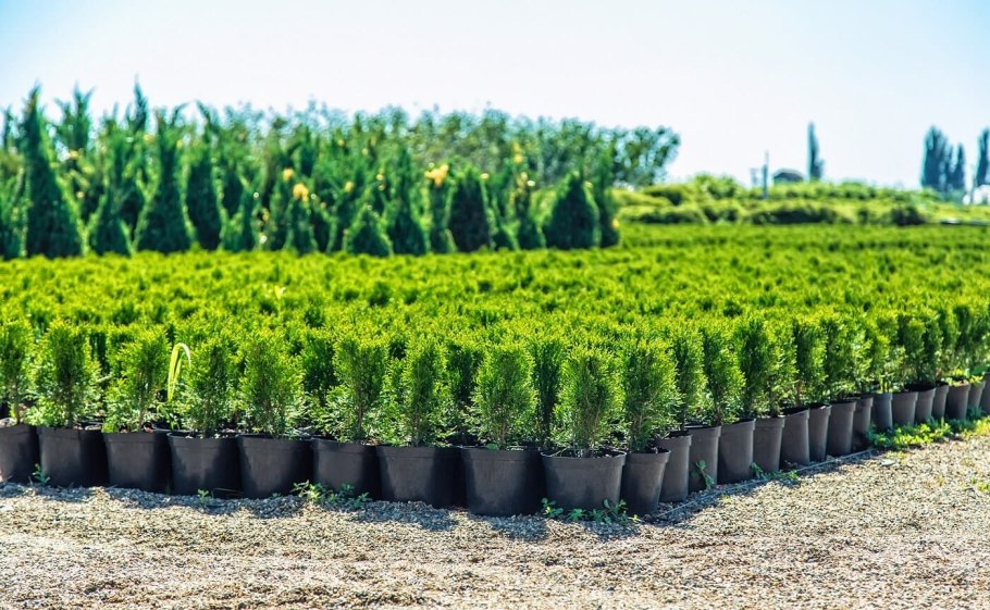 Питомники хвойных крупномеров Германия