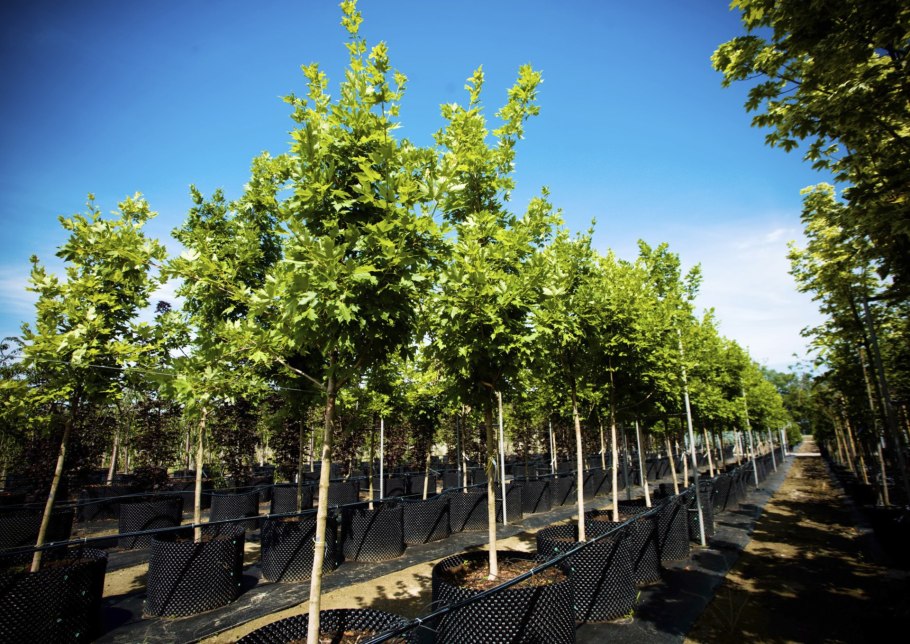 Саженцы крупномеры