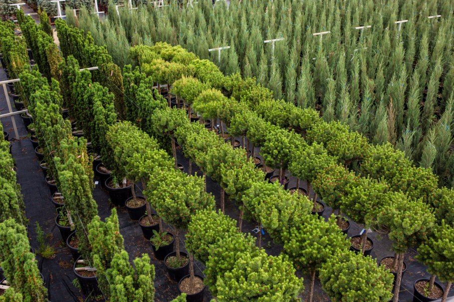 Императорский Лесопитомник