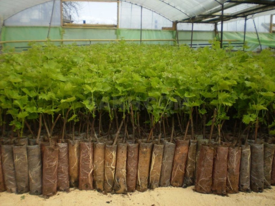 Вегетирующие саженцы винограда