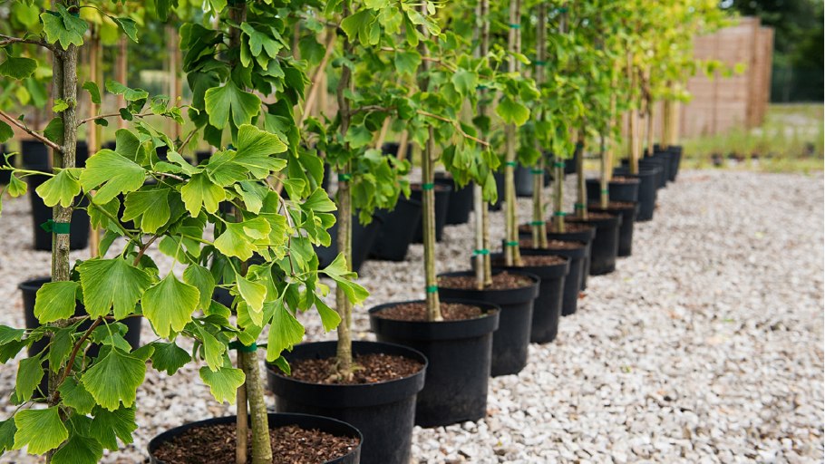 Саженцы дерева гинкго-билоба