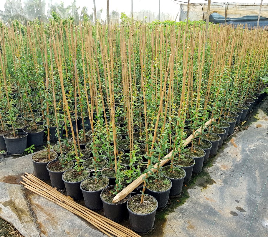 Миндаль саженцы