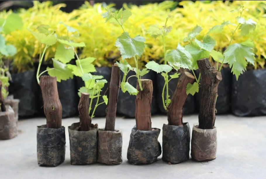 Саженцы винограда