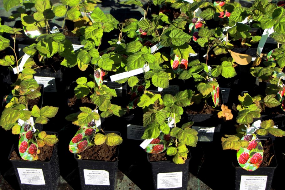 Саженцы в контейнерах