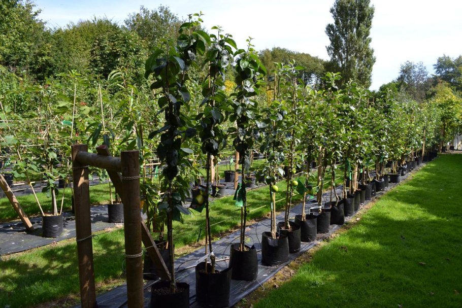 Саженцы Окс яблони