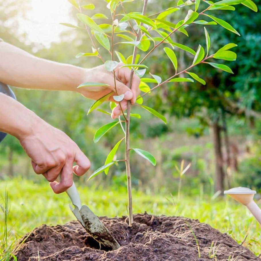 Саженцы деревьев