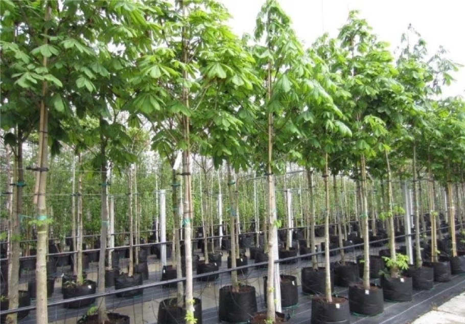 Крупномеры каштан