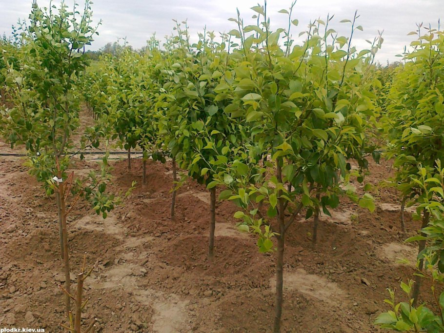 Саженцы плодовых деревьев