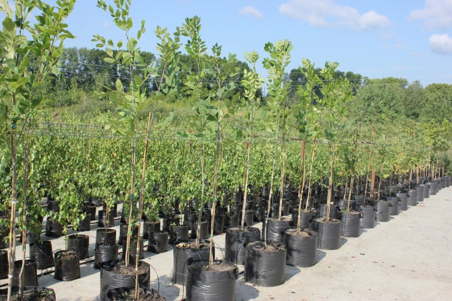 Саженцы с закрытой корневой системой (ЗКС)