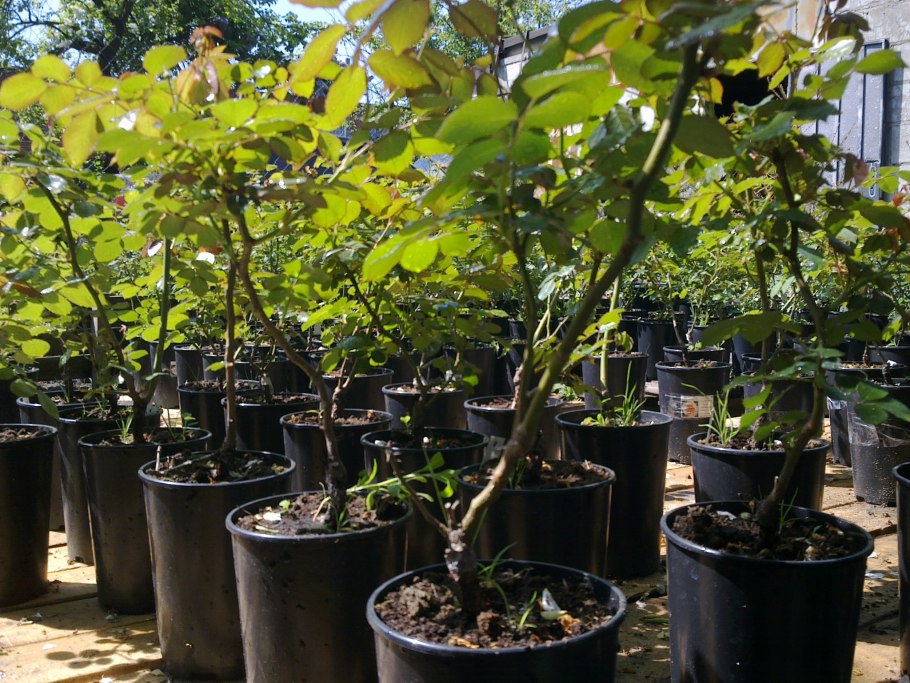 Саженцы ЗКС