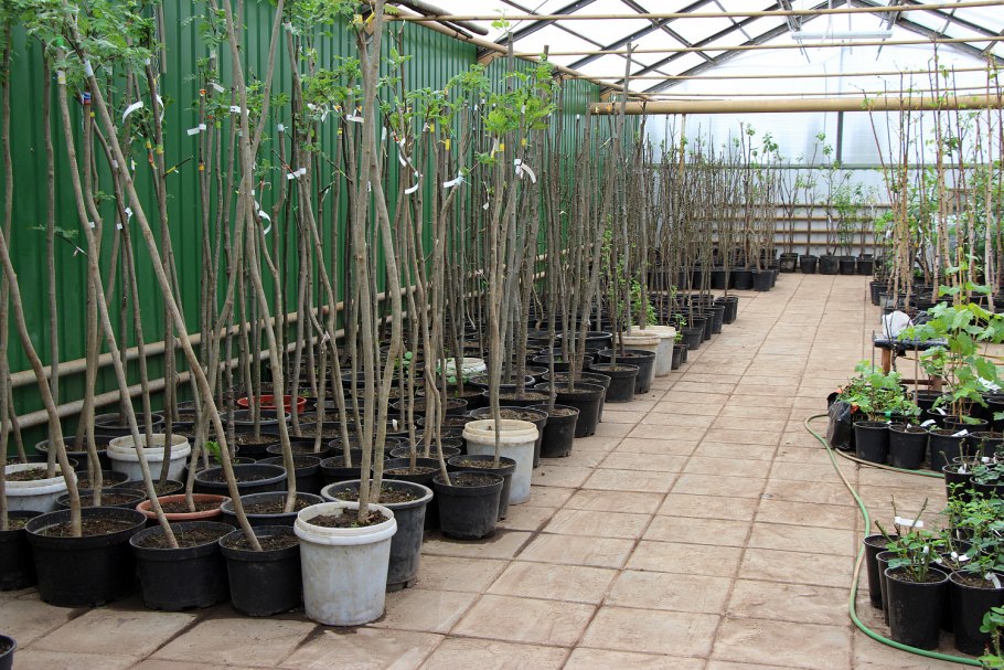 Lorberg питомник Германия