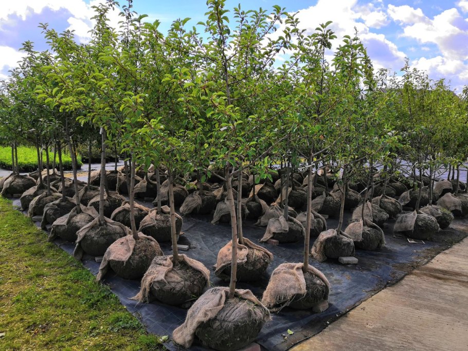 Крупномеры плодовых деревьев питомник