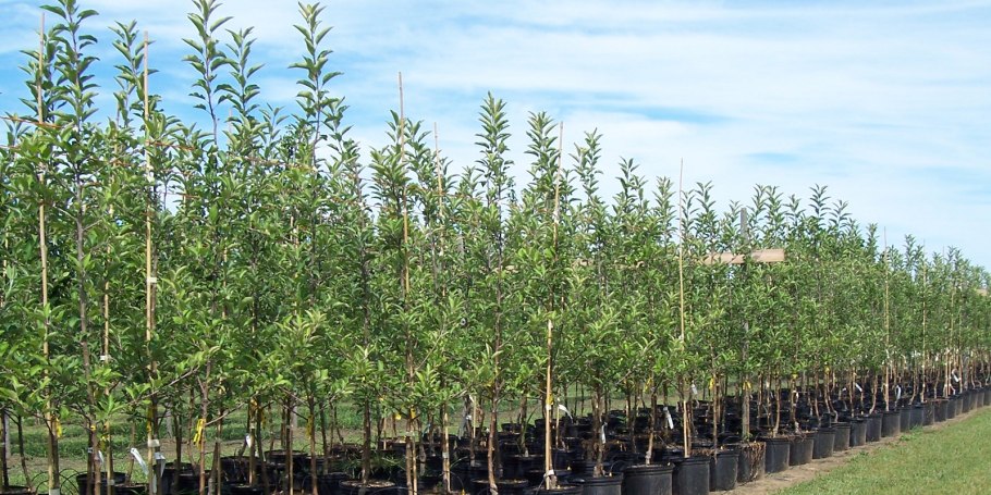 Саженцы плодовых кустарников Весна