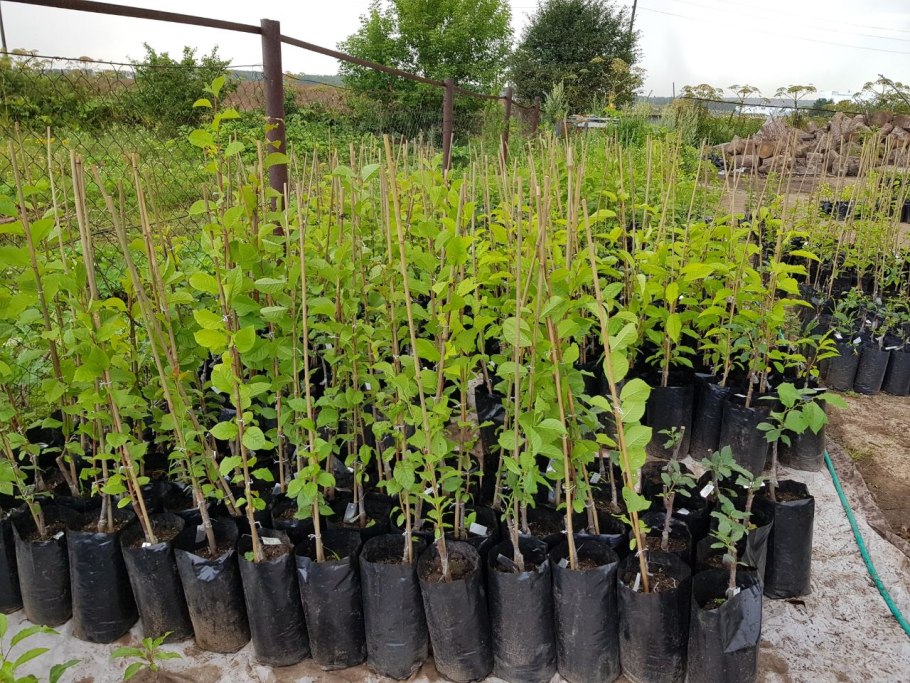 Саженцы плодовых деревьев ЗКС