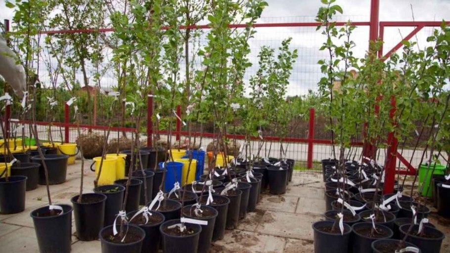 Саженцы яблонь в Тимирязевке на Пасечной