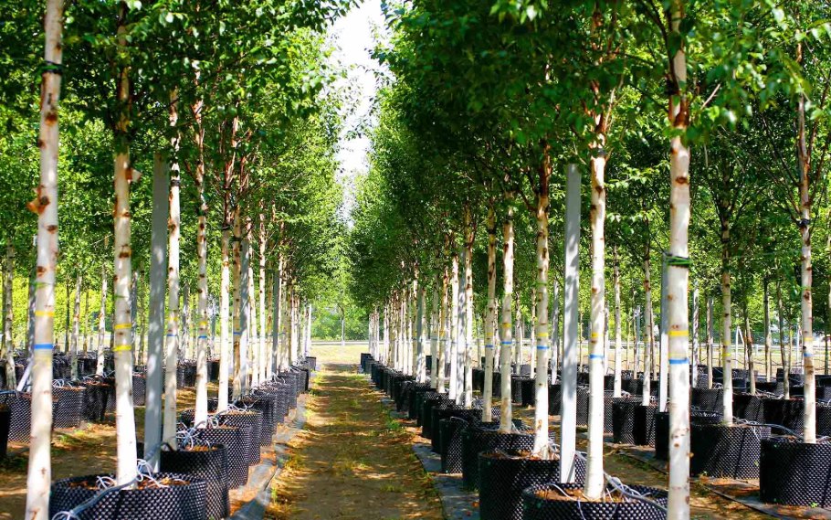 Береза крупномер