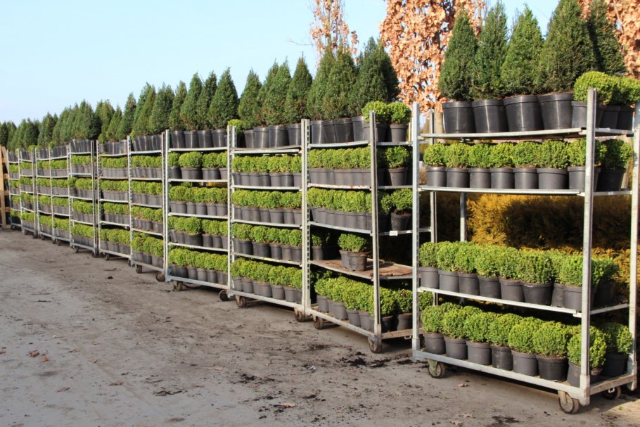 Транспортировка саженцев