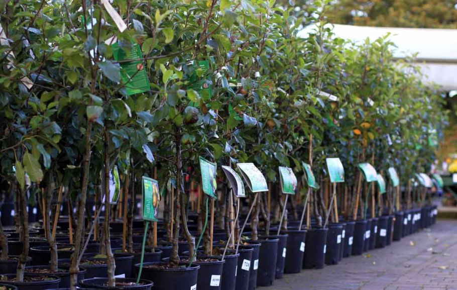 Кировский питомник саженцы плодовые деревья