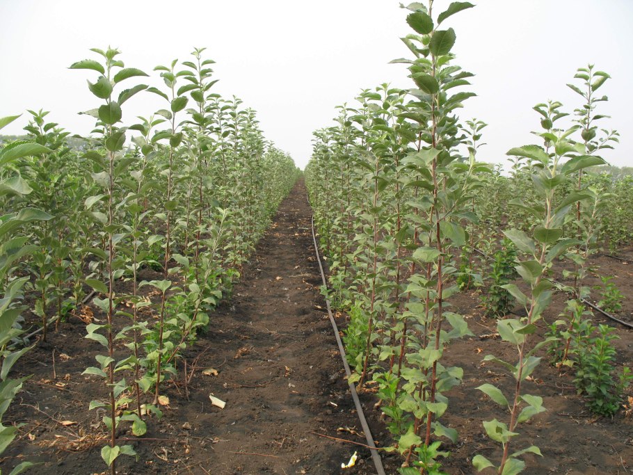 Плодопитомник сады Ставрополья
