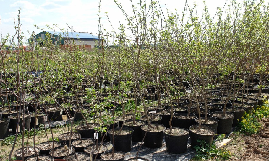 Саженцы ЗКС