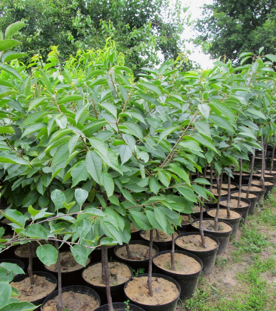 Саженцы черешня Ипуть