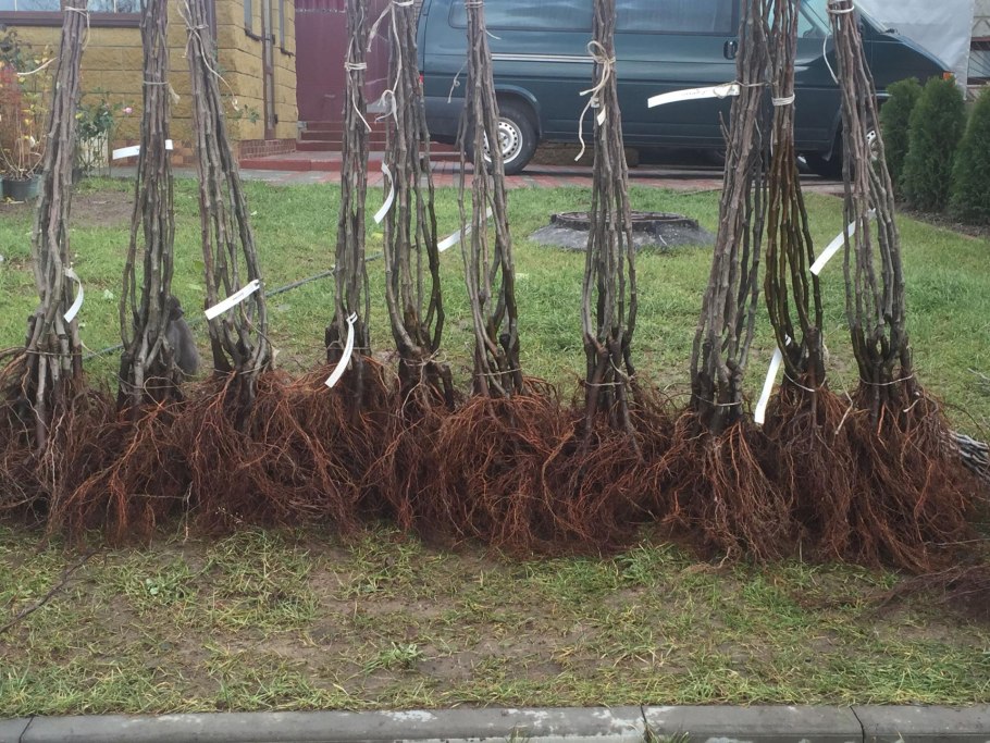 Саженцы плодовых деревьев с открытой корневой системой