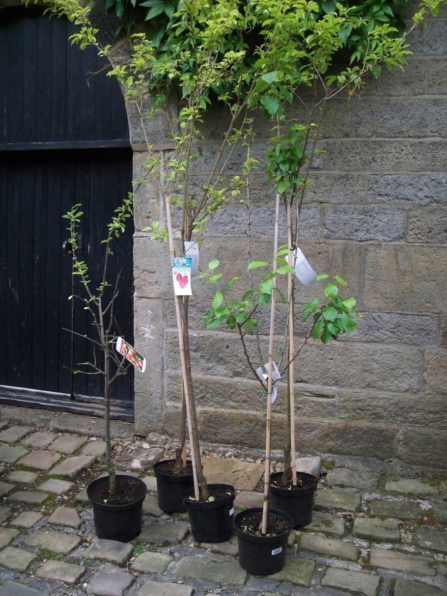 Саженцы плодовых деревьев