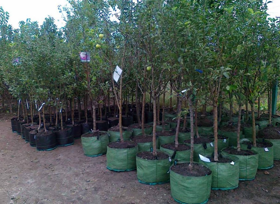 Крупномеры вишни