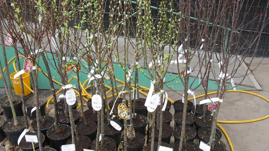 Саженцы плодовых деревьев Окс