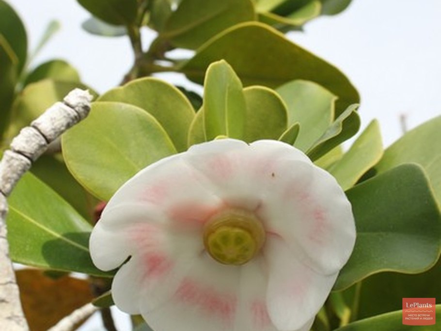 Клузия Princess