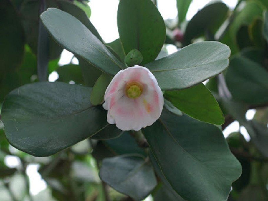 Клузия цветок