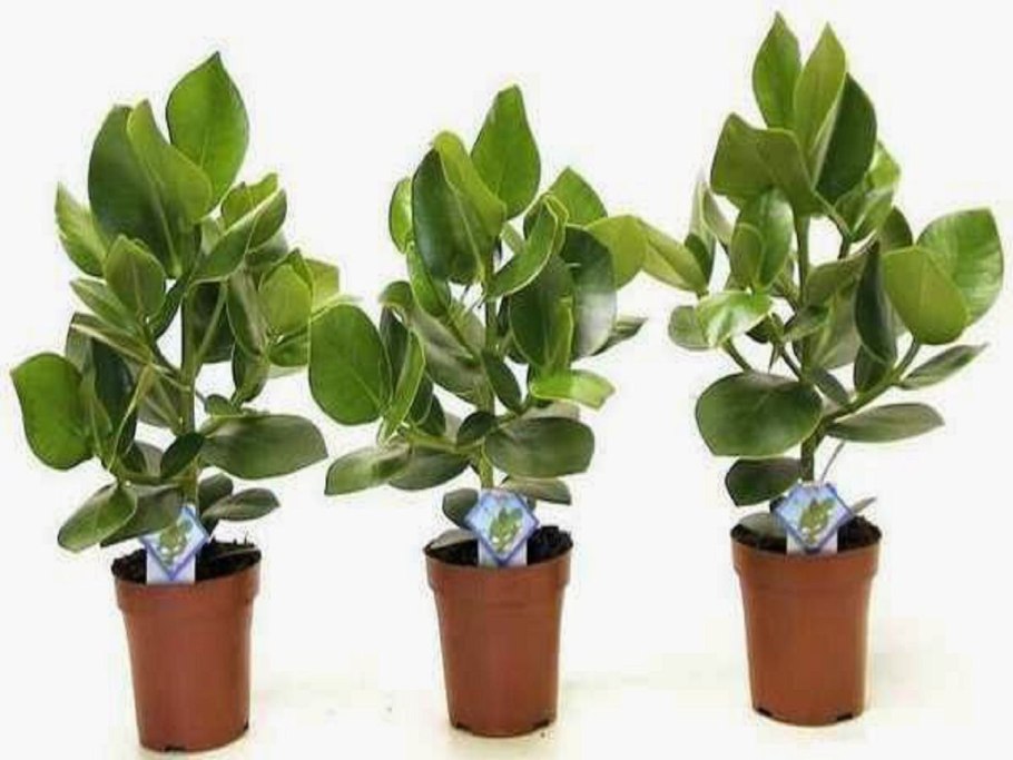 Клузия Росеа принцесс