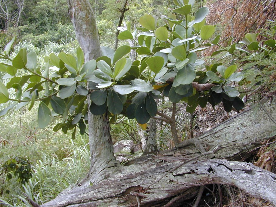 Клузия цветет