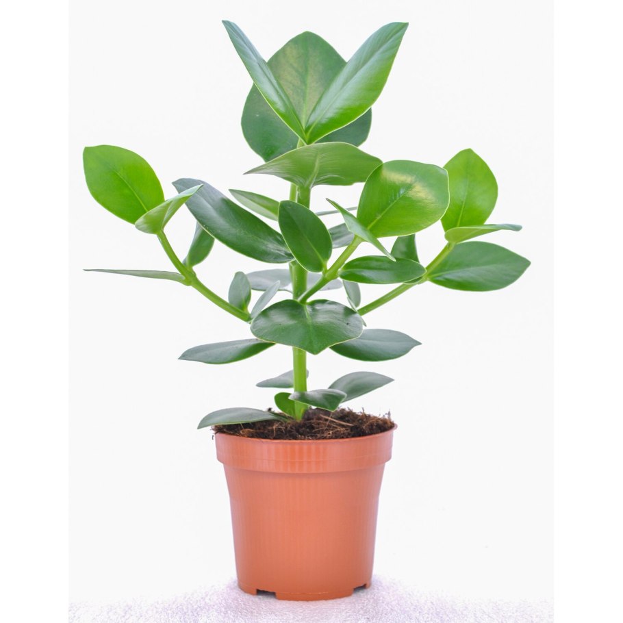 Клузия (Clusia)