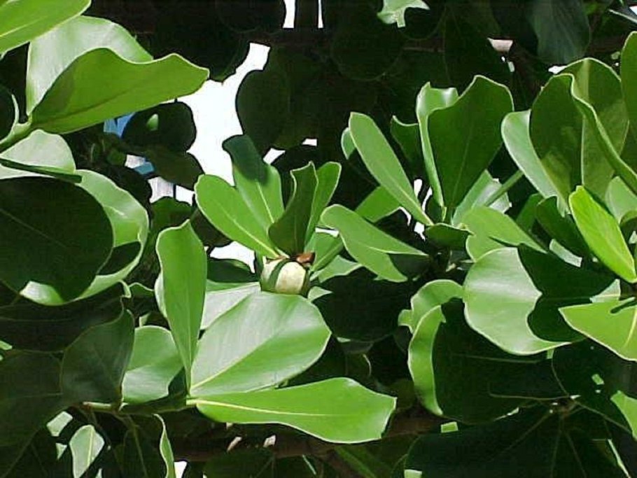 Клузия розовая